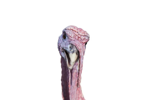 The close up group portrait of turkey isolated on the white background Stock Image