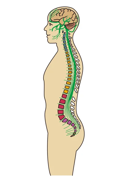 Curso de nervios del cuerpo humano — Foto de Stock