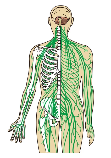 Nervenverlauf des menschlichen Körpers — Stockfoto