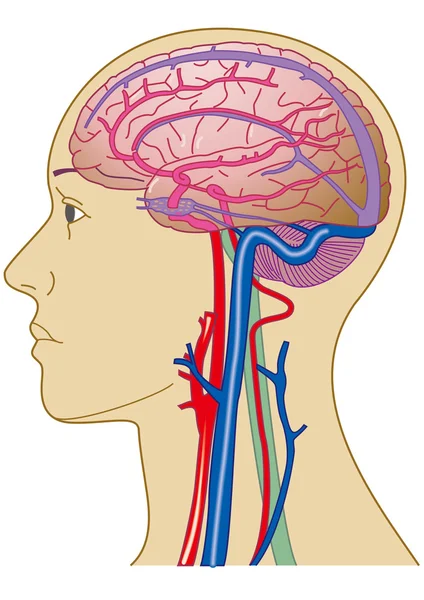 Cerebro y vasos sanguíneos — Foto de Stock