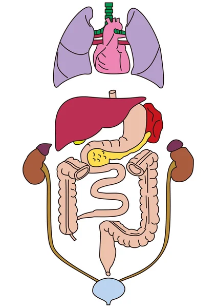 Os órgãos internos do corpo humano — Fotografia de Stock