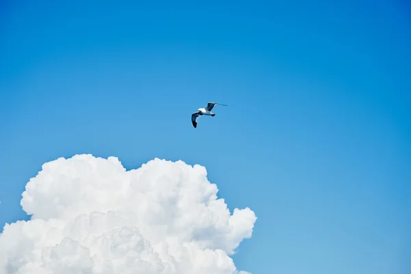 Sea gulls in the blue sky — Stock Photo, Image