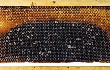 Beyaz arka plan üzerinde izole organik tatlı petek