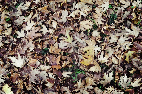 Groupe d'arrière-plan feuilles brun automne . — Photo