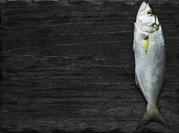 Rå fisk (bluefish) — Stockfoto