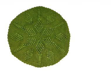 Vintage yeşil örgü dantel