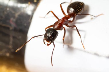 Camponotus Ligniperda çalışanı yiyecek arıyor.
