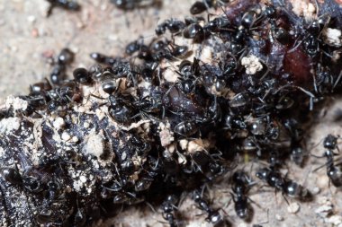 Tapinoma magnum onu yemek için ölü bir solucana saldırdı.