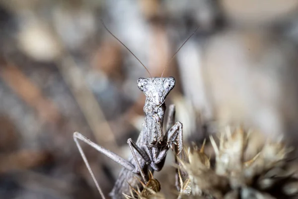 Grey Mantis Posa Sobre Una Rama Una Planta —  Fotos de Stock