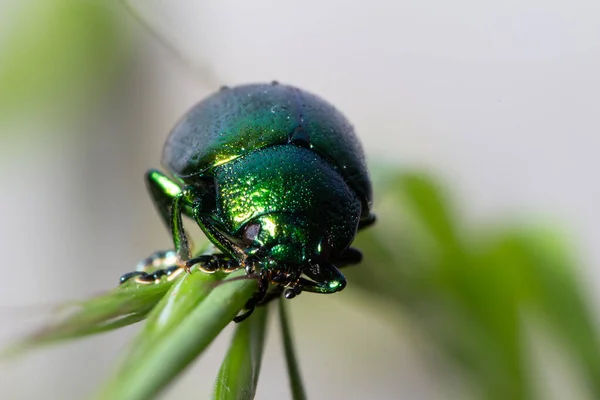 Een Chrysolina Herbacea Rust Een Plantenblad — Stockfoto