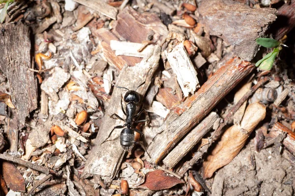 Camponotus Vagus Βόλτες Στο Υπέργειο — Φωτογραφία Αρχείου
