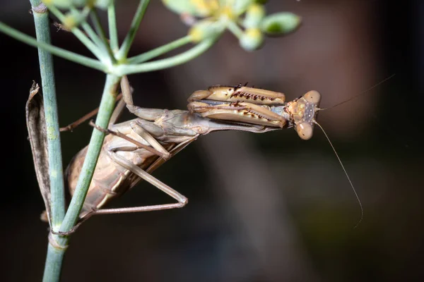 Mantis Religiosa Poseert Een Tak Van Een Plant — Stockfoto