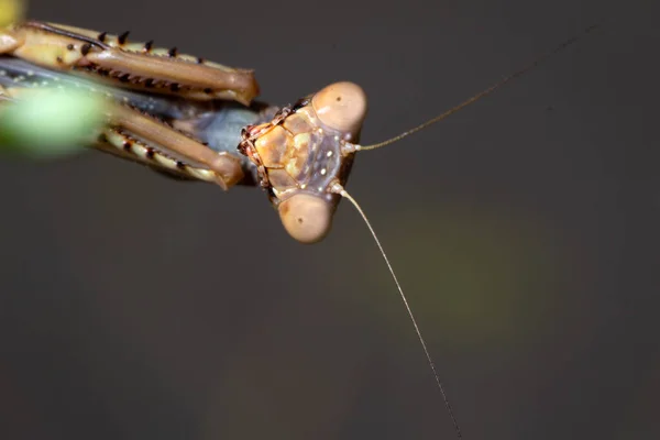 Mantis Religiosa Observeert Gehecht Aan Een Tak Van Een Plant — Stockfoto