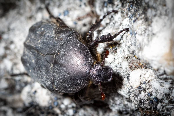 Protaetia Morio Kever Loopt Grond Zoek Naar Voedsel — Stockfoto