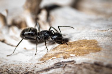 Camponotus vagus yaşlı bir ağaçta su ve şeker içer.
