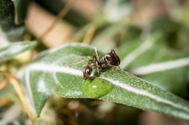 Formika cunicularia çalışanı Yaprakta şekerli su içiyor