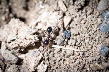 Messor wasmanni 'nin işçisi yiyecek aramak için yerde yürüyor.