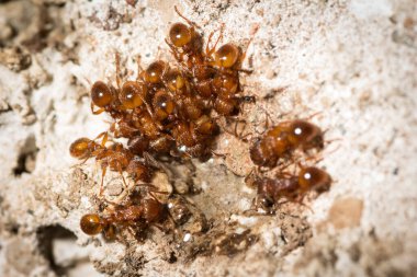 Myrmica Rubra kayanın üzerinde şekerli su içiyor.