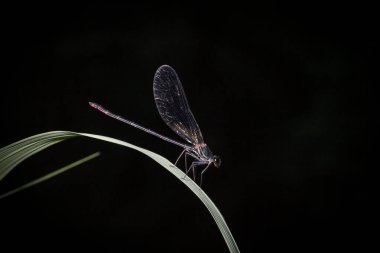 Calopteryx hemoroidalis besin arayışında bir bitki yaprağına dayanır.
