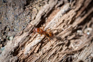 Myrmica Rubra işçisi çürük bir tahta parçasında yürüyor.