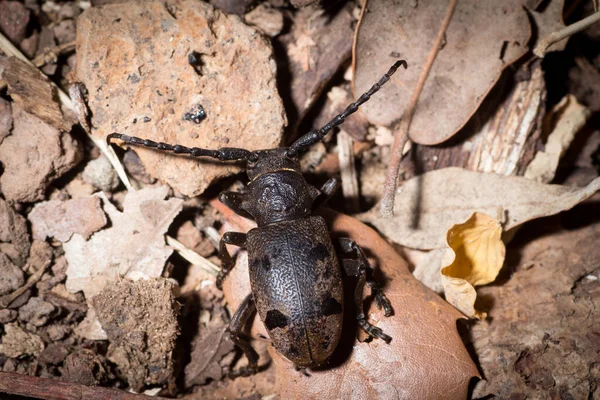 Herophila Tristis Loopt Grond Tussen Dode Bladeren — Stockfoto