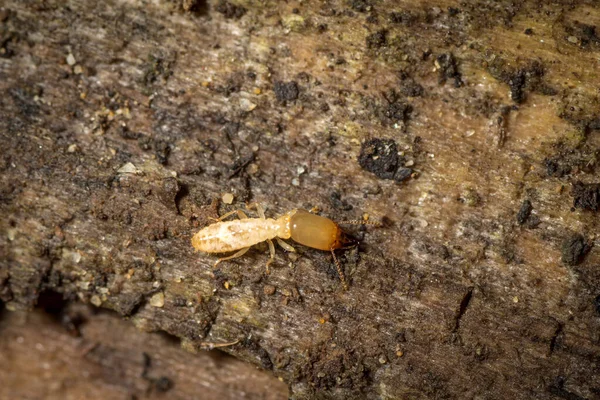 Reticulitermes Lucifugus Солдат Защищает Свой Курган Захватчиков — стоковое фото