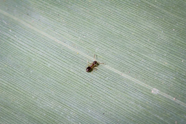 Plagiolepis Pigmaea Ένα Μικροσκοπικό Μυρμήγκι Που Ελέγχει Ένα Φύλλο Για — Φωτογραφία Αρχείου