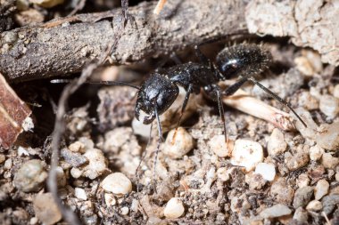 Camponotus Aethiops 'un binbaşısı bir tünel kazmak için mücadele ediyor.