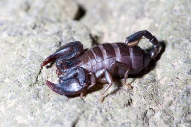 Euscorpius italicus avını aramak için güneşin altında ısınır.