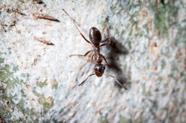 Formika cunicularia çalışanı, arkadaşlarının ağaçta bıraktığı izleri takip ediyor.