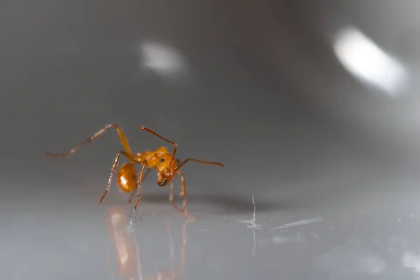 Aphaenogaster Sardoa Lavoratore Pulizia Polvere Sabbia — Foto Stock