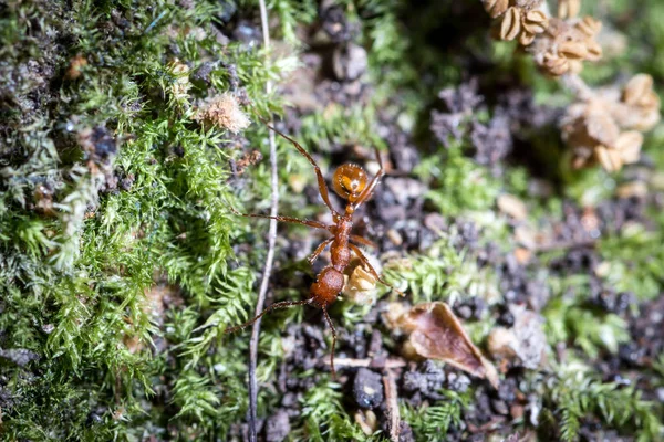 Les Travailleurs Aphaenogaster Sardoa Marchent Dans Mousse Recherche Nourriture — Photo