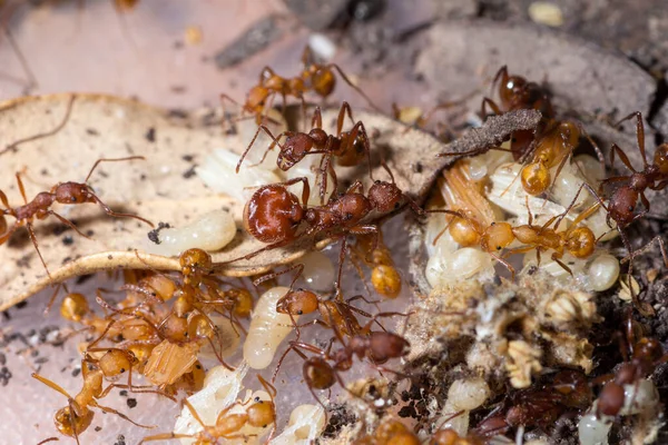 Царица Aphaenogaster Sardoa Вместе Рабочими Группой Личинки Кукол — стоковое фото