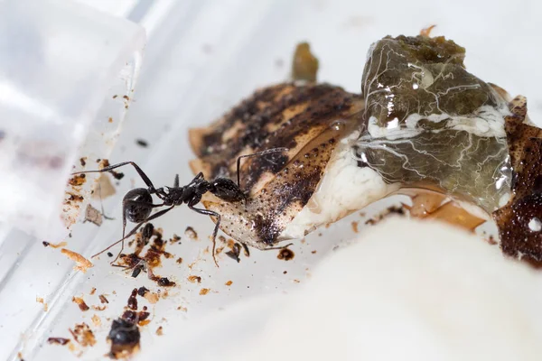 Aphaenogaster Спиноза Работник Пытается Нести Кусок Таракана Гнездо — стоковое фото