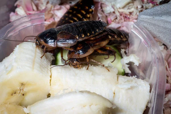 Een Kakkerlak Van Soort Blaptica Dubia Etende Bananen — Stockfoto