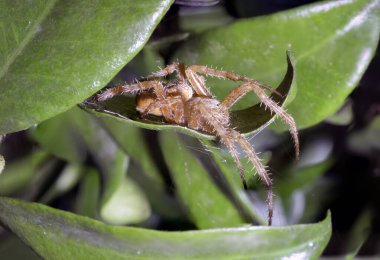 Örümcek Araneus diadematus pençeleri ağda dinlenirken titreşimleri algılamak için avını bekliyor.
