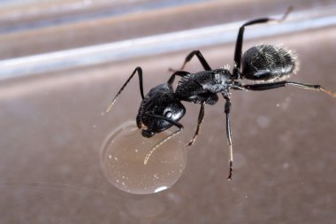Camponotus vagus bir kabın içinde şekerli su içer.