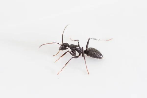 Camponotus Aethiops Εργάτης Πλευρά Άποψη Λευκό Backgroun — Φωτογραφία Αρχείου