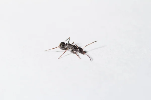 Camponotus Piceus Trabajador Con Característica Aleta Sobre Fondo Blanco — Foto de Stock