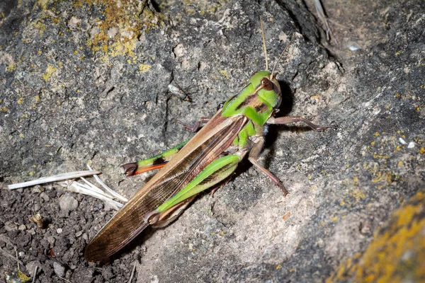 Grasshopper Recharges Energy Sun Stone — Stock Photo, Image