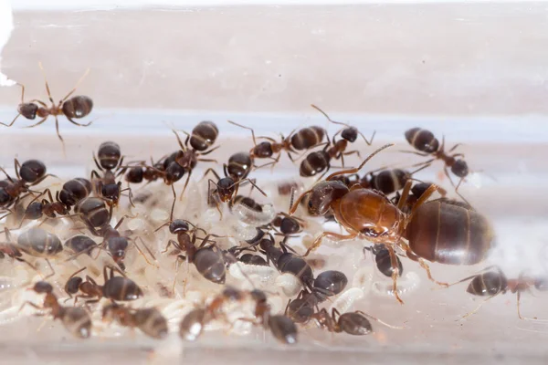 Колония Lasius Emarginatus Пробирке Королевой Рабочими Личинками — стоковое фото