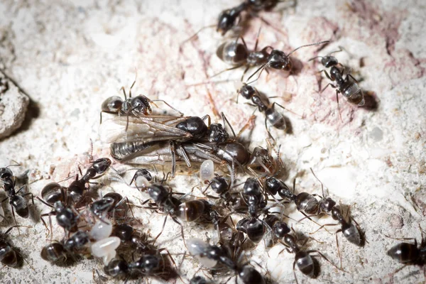 Tapinoma magnum queen and male mate while many workers move larvae and pupa