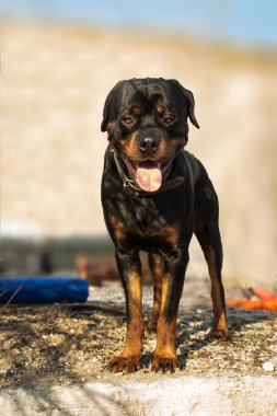 Rottweiler köpek bekçi