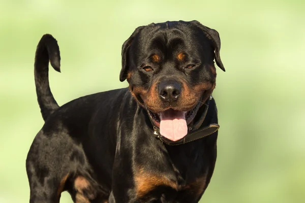 Rottweiler dog relaxing — Stock Photo, Image
