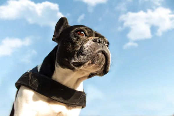 Franse bull hond Rechtenvrije Stockafbeeldingen