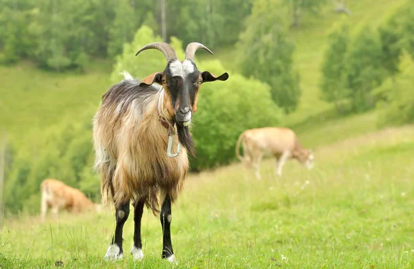 Ziege auf einer grünen Wiese, in die Kamera starrend — Stockfoto