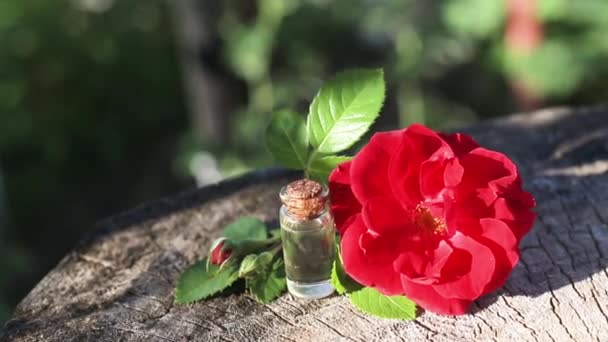 एका बाटलीसह लाल गुलाब फूल ज्यामध्ये लाकडी पार्श्वभूमीवर लाल गुलाब आवश्यक तेलापासून सुगंधित होते. अरोमाथेरापी आणि नैसर्गिक परफ्यूमची संकल्पना, विश्रांती — स्टॉक व्हिडिओ