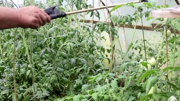 Pulverización y procesamiento de tomates de enfermedades y fitoftora, agricultura — Vídeos de Stock