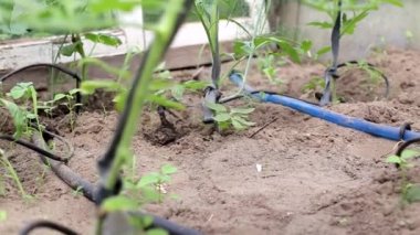 Seradaki domatesler damlatılarak sulanır. Tarım ve sebze yetiştirmede modern sulama sistemi, sanayi