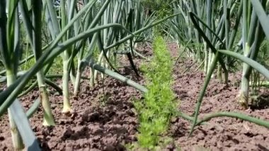 Bahçede taze soğan yetiştiriyor. Tarım ve tarım kavramı. Taze ve sulu soğan tüyleri, doğal.